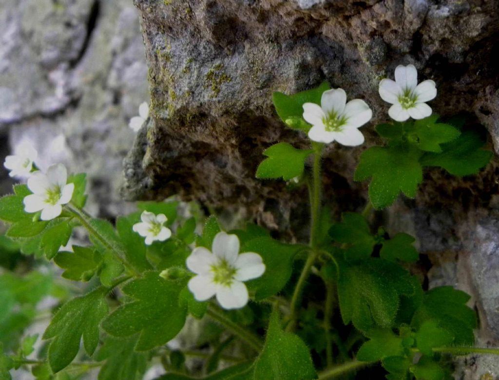 Saxifraga petraea / Sassifraga dei muri